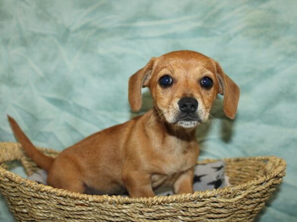 Chiweenie DOG Male Red 9750 Petland Rome, Georgia