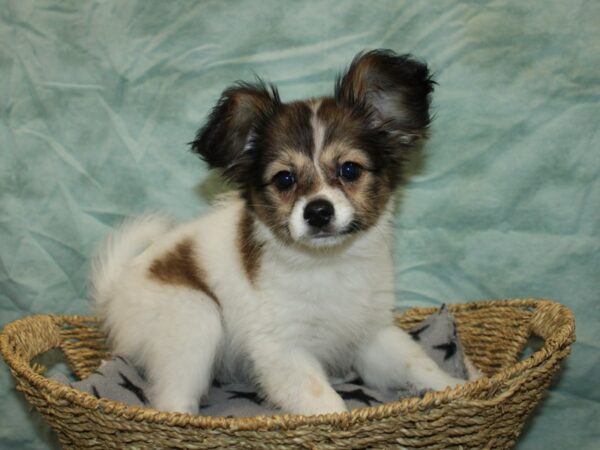 Papillon Dog Female White and Sable 9752 Petland Rome, Georgia