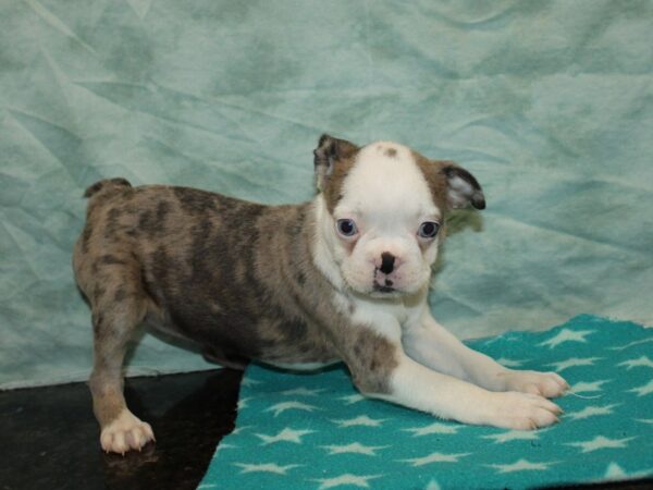 Boston Terrier-DOG-Female-Blue Merle and White-9751-Petland Rome, Georgia