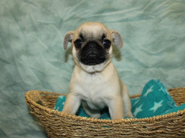 Pug DOG Female Fawn 20931 Petland Rome, Georgia