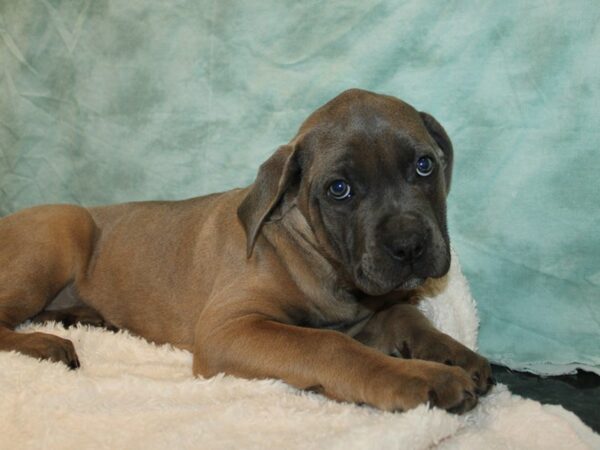 Cane Corso-DOG-Female-Fawn-20934-Petland Rome, Georgia