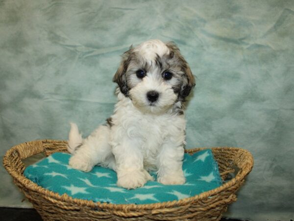 Teddy Bear Dog Male Gold & White 20948 Petland Rome, Georgia