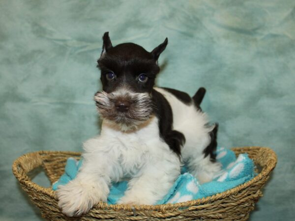 Miniature Schnauzer Dog Male Liver / White 20953 Petland Rome, Georgia