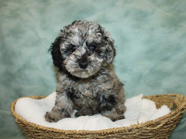 Poodle Dog Female Blue Merle 20968 Petland Rome, Georgia