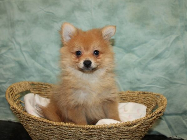 Pomeranian-DOG-Male-Orange-9702-Petland Rome, Georgia