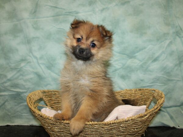 Pomeranian-DOG-Female-Orange Sable-20849-Petland Rome, Georgia