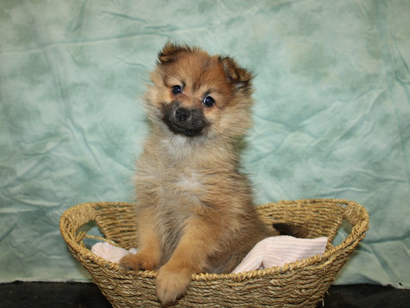 Pomeranian-Female-Orange Sable-4029679-Petland Rome
