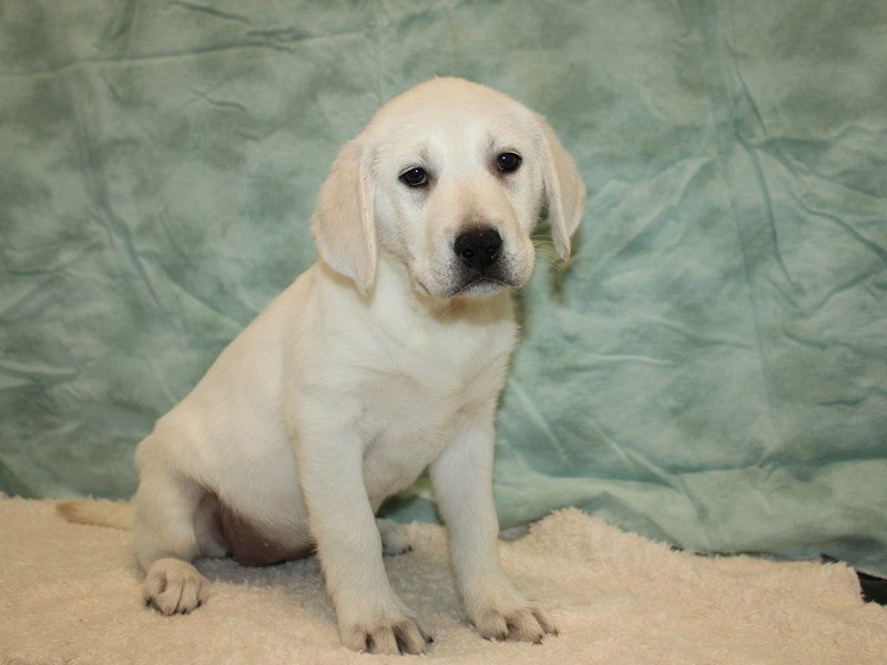 Labrador Retriever-Female-Yellow-4030083-Petland Rome