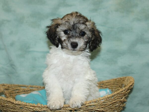 Bichapoo-DOG-Female-Brindle&Wh-20870-Petland Rome, Georgia