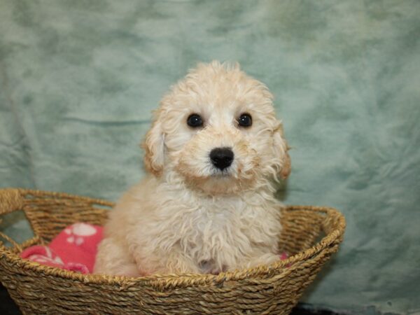 Bichon Frise Dog Male White and Cream 20874 Petland Rome, Georgia