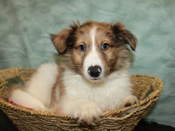 Shetland Sheepdog Dog Male Sable Merle and White 20877 Petland Rome, Georgia