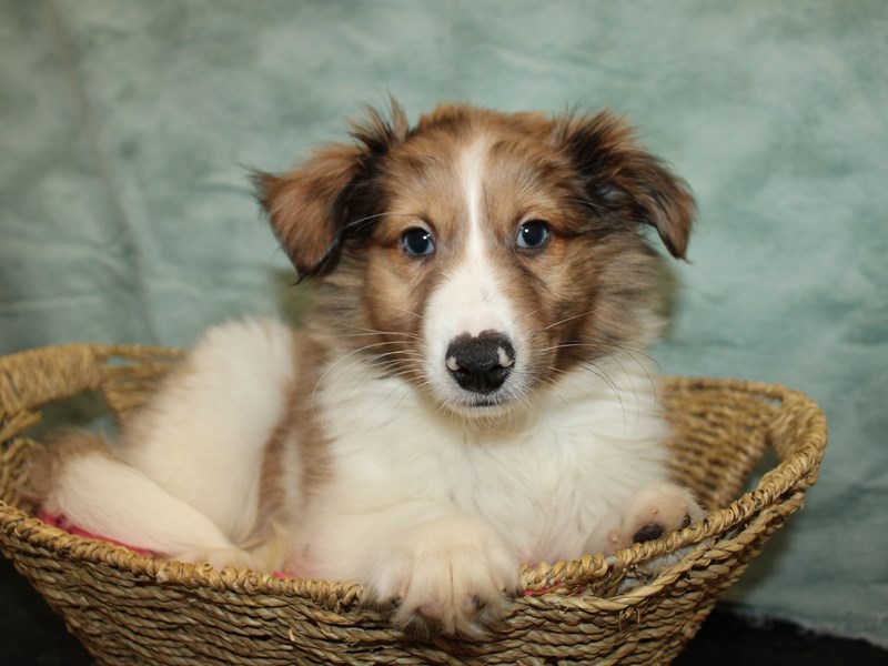 Shetland Sheepdog-Male-Sable Merle and White-4040317-Petland Rome