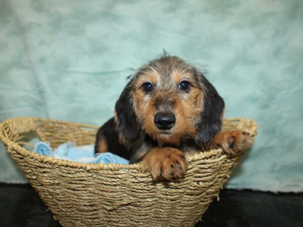 Dachshund-DOG-Male-Black and Tan-9721-Petland Rome, Georgia