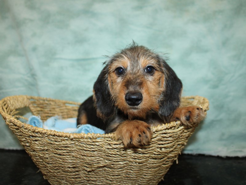Dachshund-Male-Black and Tan-4040383-Petland Rome