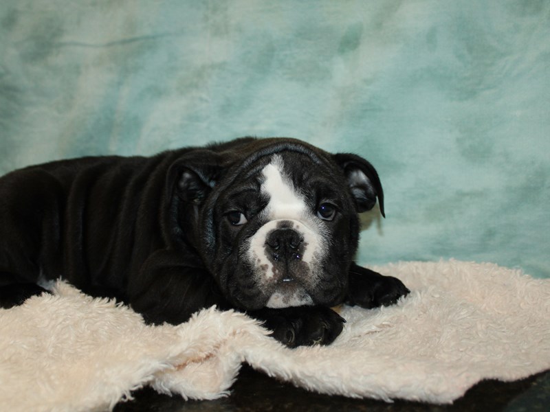 English Bulldog-Male-Black and White-4040226-Petland Rome