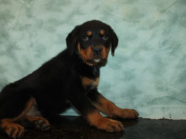 Rottweiler Dog Male Black / Tan 9711 Petland Rome, Georgia