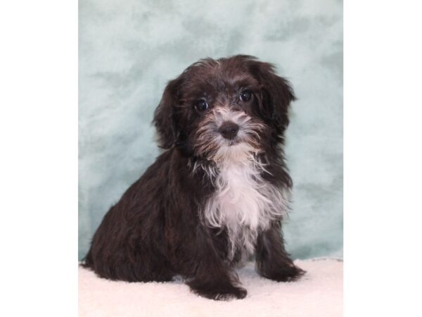 Yorkiepoo-DOG-Female-Chocolate-9679-Petland Rome, Georgia