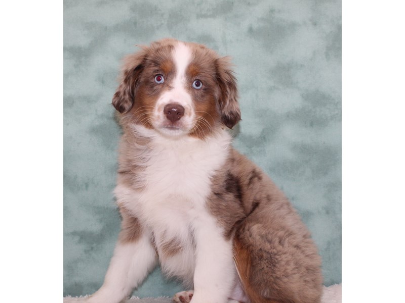 Miniature Australian Shepherd-Male-Blue Merle White and Tan-4029811-Petland Rome