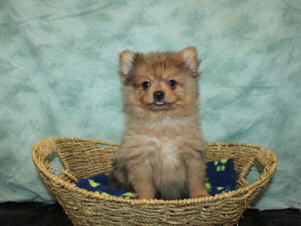 Pomeranian DOG Male Red Merle 9727 Petland Rome, Georgia