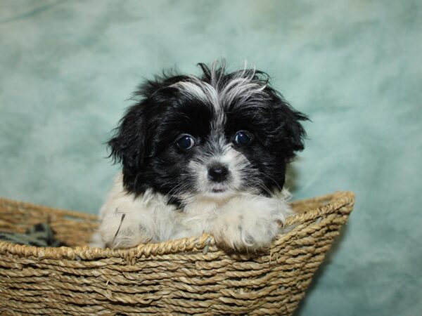 Shihpom-Dog-Male--20896-Petland Rome, Georgia