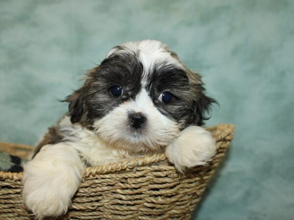 Shih Tzu-DOG-Male--9729-Petland Rome, Georgia