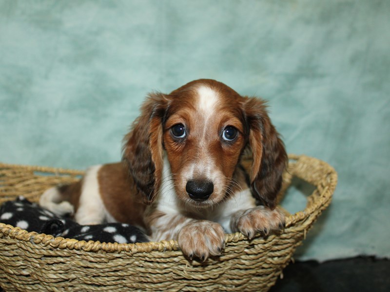 Dachshund-Male-Fawn piebald-4052708-Petland Rome