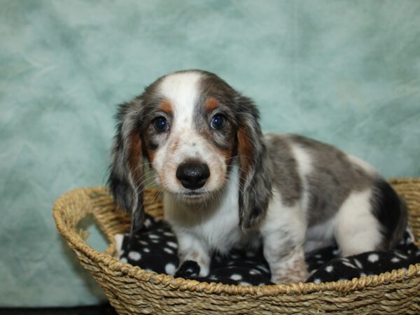 Dachshund DOG Male Merle piebald 9730 Petland Rome, Georgia