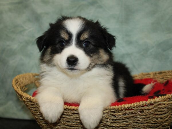 Aussimo-DOG-Female-Black / White-9724-Petland Rome, Georgia