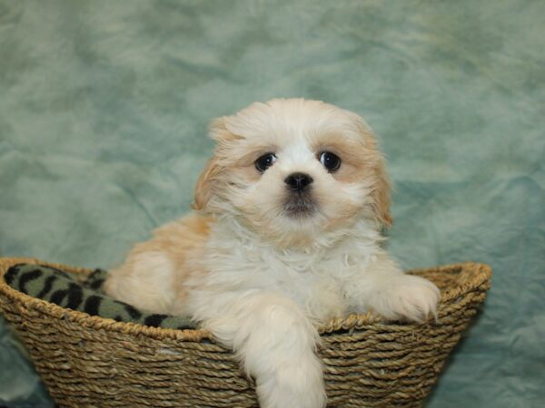 Lhasa Apso Dog Male Cream 9733 Petland Rome, Georgia