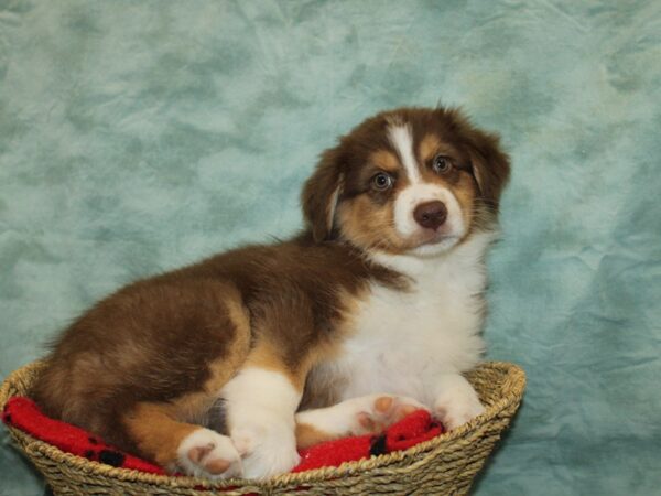 Australian Shepherd Dog Female Red 20897 Petland Rome, Georgia