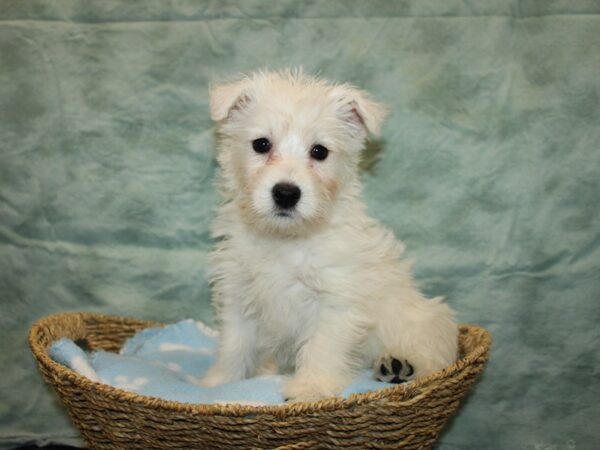 West Highland White Terrier-Dog-Female-White-9745-Petland Rome, Georgia