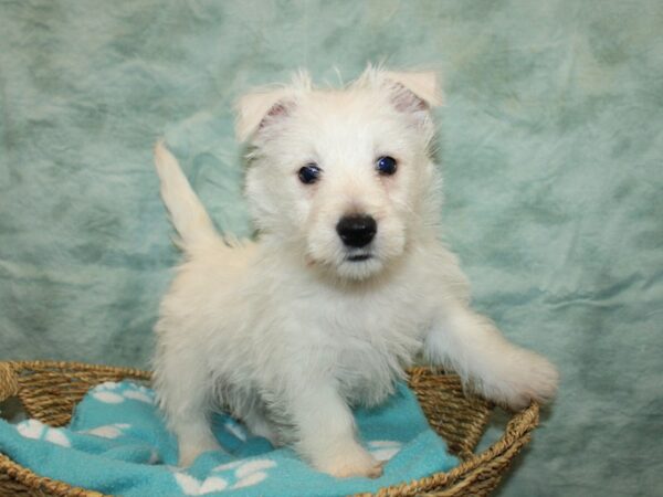 West Highland White Terrier DOG Male White 20914 Petland Rome, Georgia