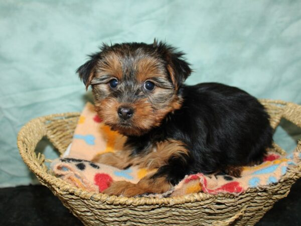 Yorkshire Terrier Dog Female Black / Tan 9739 Petland Rome, Georgia