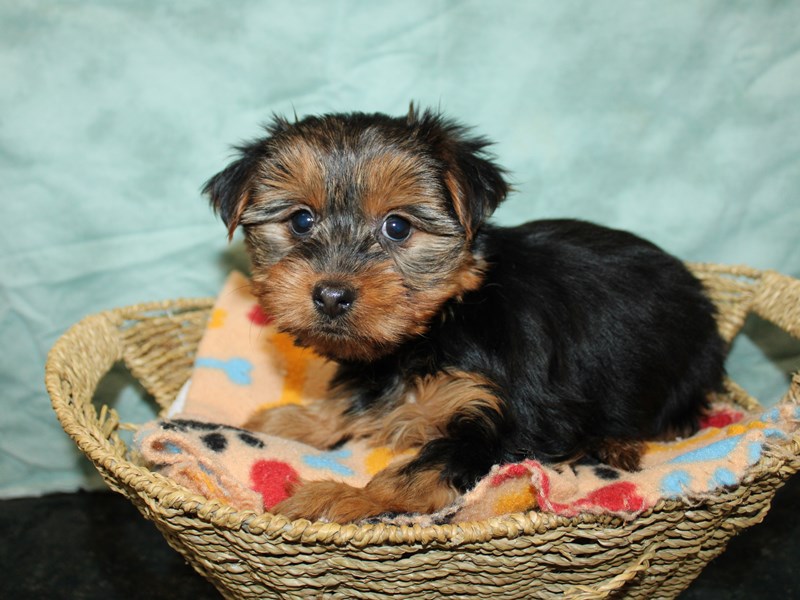 Yorkshire Terrier-Female-Black / Tan-4070977-Petland Rome