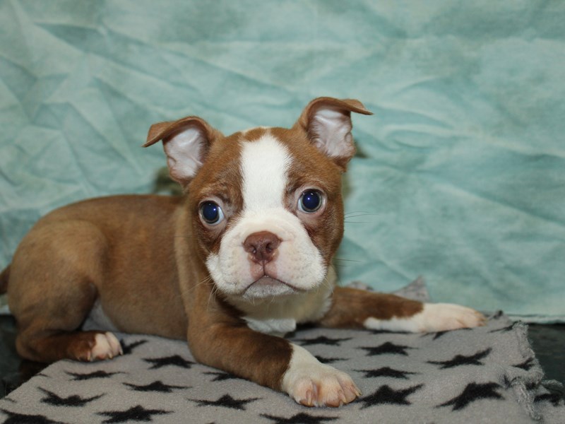 Boston Terrier-Male-Seal and White-4090282-Petland Rome