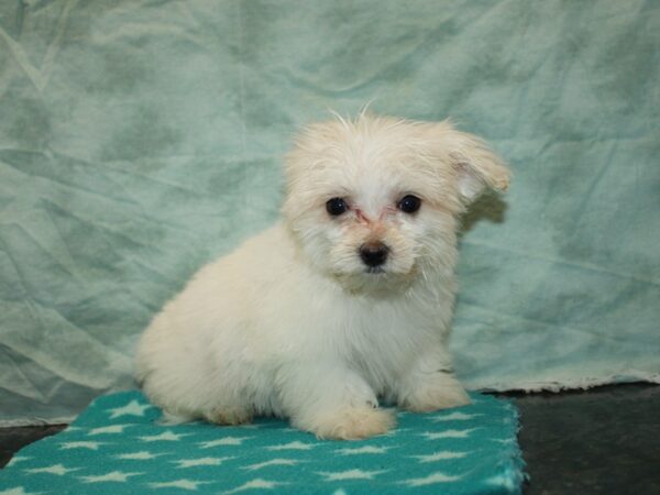 Maltese-Dog-Male-White-20930-Petland Rome, Georgia