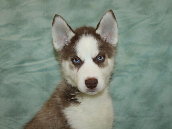 Siberian Husky DOG Male Red and White 20932 Petland Rome, Georgia