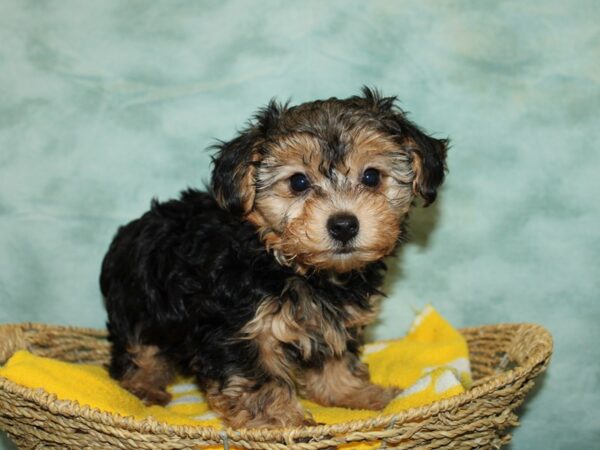 Morkie-DOG-Male-Black / Tan-9762-Petland Rome, Georgia