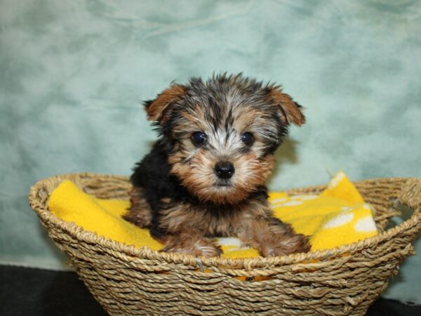 Yorkshire Terrier DOG Male Blk & tan 9761 Petland Rome, Georgia