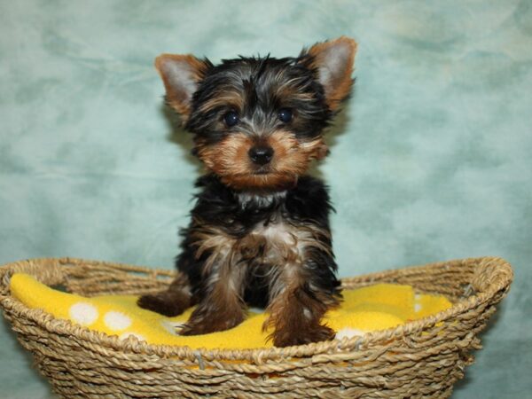 Yorkshire Terrier DOG Male Blk&tan 20951 Petland Rome, Georgia