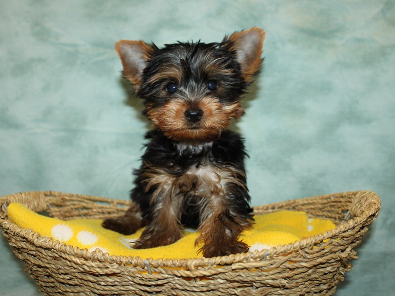 Yorkshire Terrier-Male-Blk&tan-4102145-Petland Rome