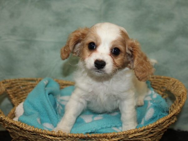 Cavachon-DOG-Male-Blenheim-20961-Petland Rome, Georgia