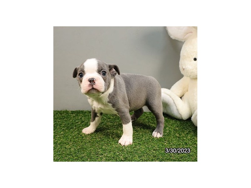 Boston Terrier-Female-Blue / White-4107827-Petland Rome