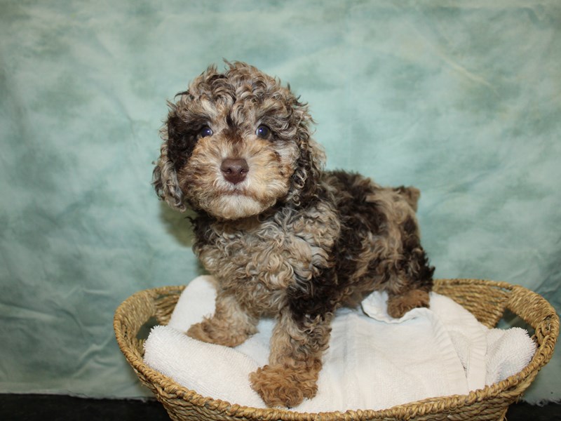 Poodle-Male-Chocolate Merle-4111905-Petland Rome
