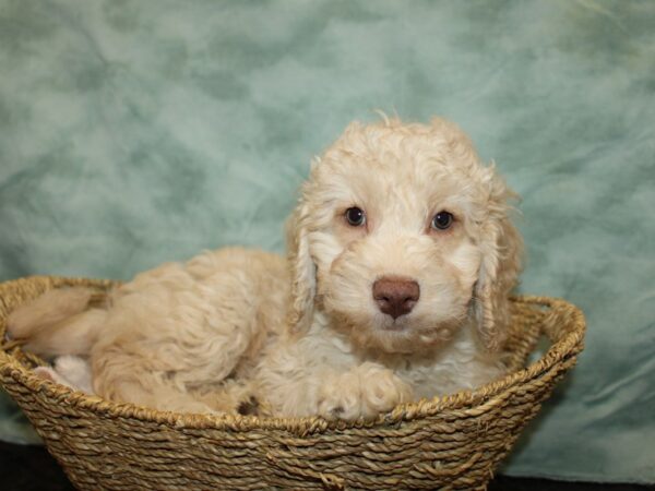 Cockadoodle DOG Male Cream 20967 Petland Rome, Georgia