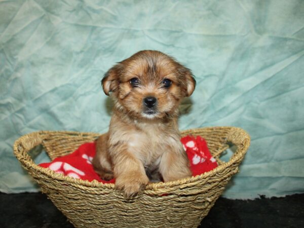 Shorkie DOG Female 20980 Petland Rome, Georgia