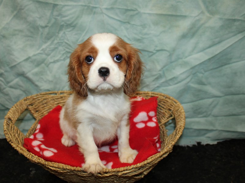Cavalier King Charles Spaniel-Male-Bleheim-4121753-Petland Rome