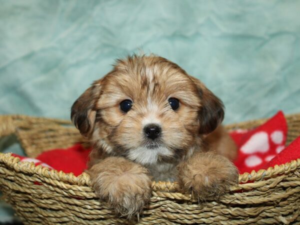 Shorkie DOG Male 9777 Petland Rome, Georgia