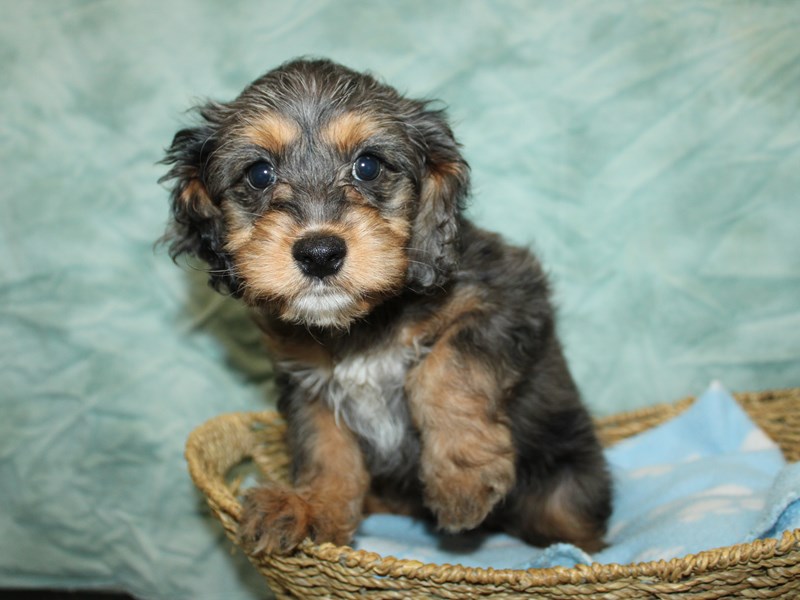 Cavapoo-Female-Black White / Tan-4131170-Petland Rome