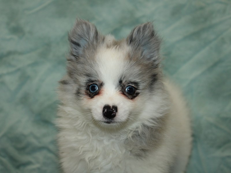Pomeranian-Female-White / Blue-4131171-Petland Rome
